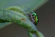 12 Colourful Bug.jpg