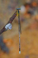 13 Damselfly sp.jpg