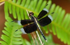 14 Dragonfly sp.jpg