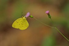 15 Yellow Butterfly.jpg