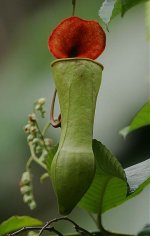 20 Pitcher plant.jpg