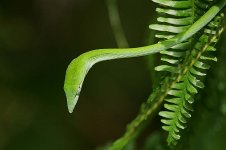 22 Vine Snake.jpg