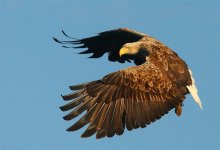 White-tailed Eagle 7900.jpg