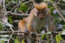 24 Toque Macaque -endemic.jpg