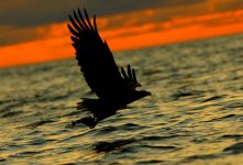 White-tailed Eagle 0220.jpg