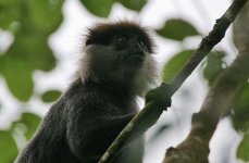 25 Purple-faced Leaf Monkey -endemic.jpg