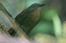 27 Ashy-headed Laughingthrush -endemic.jpg