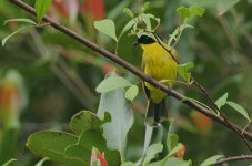 28 Black-headed Yellow Bulbul -proposed endemic.jpg