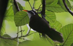 29 Sr Lanka Scimitar Babbler -proposed endemic.jpg