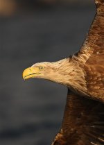 White-tailed Eagle 8170.jpg