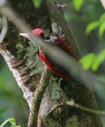 31 Crimson Flameback -proposed endemic.jpg