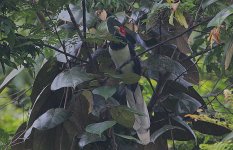 32 Red-faced Malkoha female -endemic.jpg