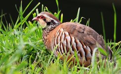 Red-leggedPartridge.jpg