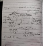 wader_notes_1.jpg