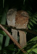 34 Sri Lanka Frogmouth.jpg