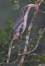 35 Sri Lanka Grey Hornbill -endemic.jpg