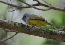 01 Grey-headed Canary Flycatcher.jpg