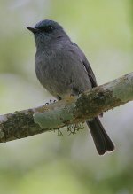 02 Dull-blue Flycatcher  -endemic.jpg