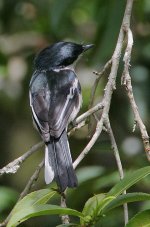 03 Bar-winged Flycatcher-shrike.jpg