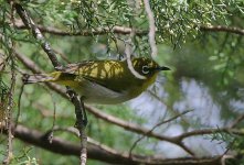 04 Sri Lanka White-Eye  -endemic.jpg