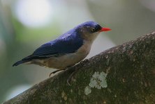 05 Velvet-fronted Nuthatch.jpg