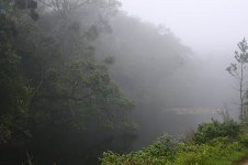 07 Arenga pool in the mists of dawn.jpg