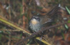 11 Sri Lanka Bush-warbler -endemic.jpg