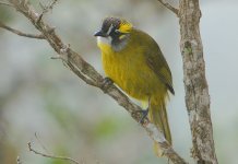 12 Yellow-eared Bulbul -endemic.jpg