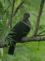 14 Sri Lankan Wood Pigeon -endemic.jpg