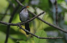 15 Sri Lankan Scimitar-babbler -proposed endemic.jpg