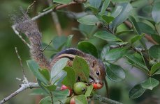 18 Palm Squirrel.jpg