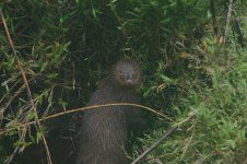 19 Mongoose @ Horton Plains.jpg