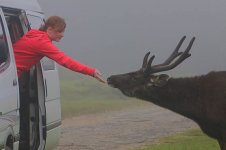 20 Friendly Sambar in the mist.jpg