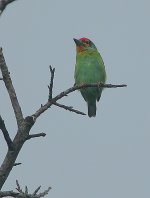 21 Ceylon Small Barbet -proposed endemic.jpg