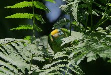 22 Yellow-fronted Barber -endemic.jpg