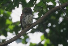 23 Chestnut-backed Owlet -endemic.jpg