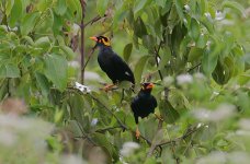 24 Southern Hill Myna.jpg