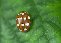 unknown_ladybird-00002.jpg