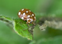 unknown_ladybird-00007.jpg