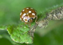 unknown_ladybird-00005.jpg