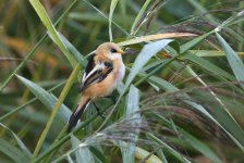 beardedtit1.jpg