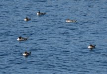 Goosander_Girdle_Ness_060809.jpg