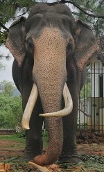 Maligawe Tusker.jpg