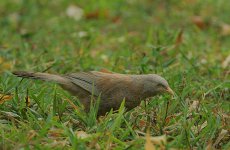 03 Yellow-billed Babbler.jpg