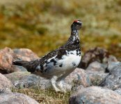 ptarmigan 7.jpg