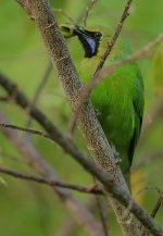 05 Jerdon's Leafbird male.jpg