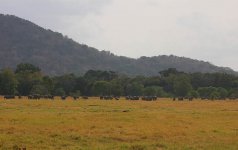 11 Elephant herd at Minneriya.jpg