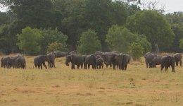 12 Elephant herd at Minneriya.jpg