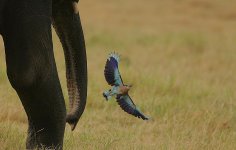 13 Indian Roller & Indian Elephant.jpg