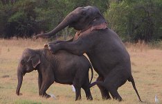 14 Elephants mating.jpg